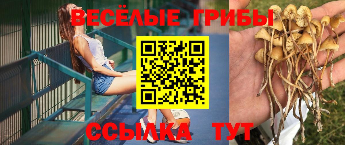 Киселёвск  Галлюциногенные грибы ЛСД  Галлюциногенные грибы Psilocybine cubensis  хочу наркоту  Вход с VPN 